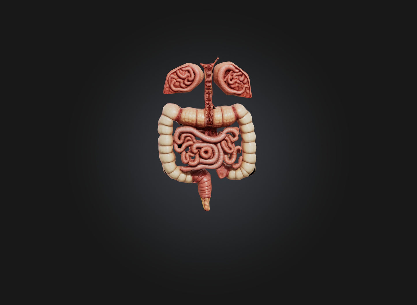 3D model large intestine VR / AR / low-poly