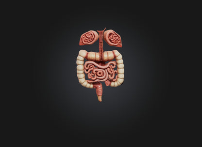 3D model large intestine VR / AR / low-poly