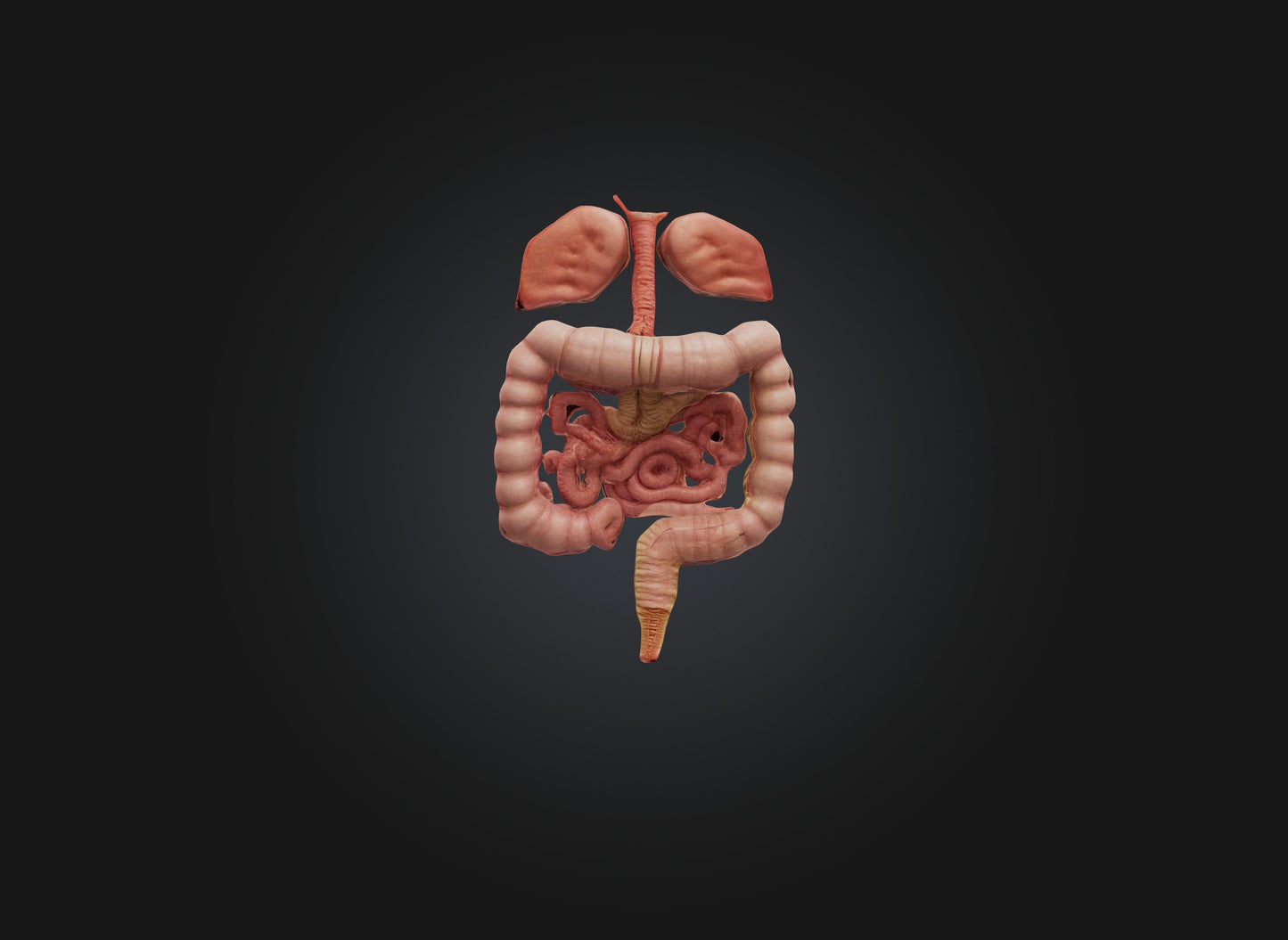 3D model large intestine VR / AR / low-poly