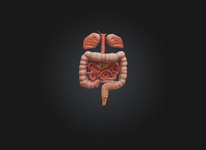 3D model large intestine VR / AR / low-poly