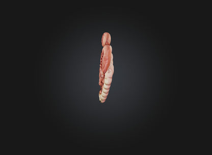 3D model large intestine VR / AR / low-poly