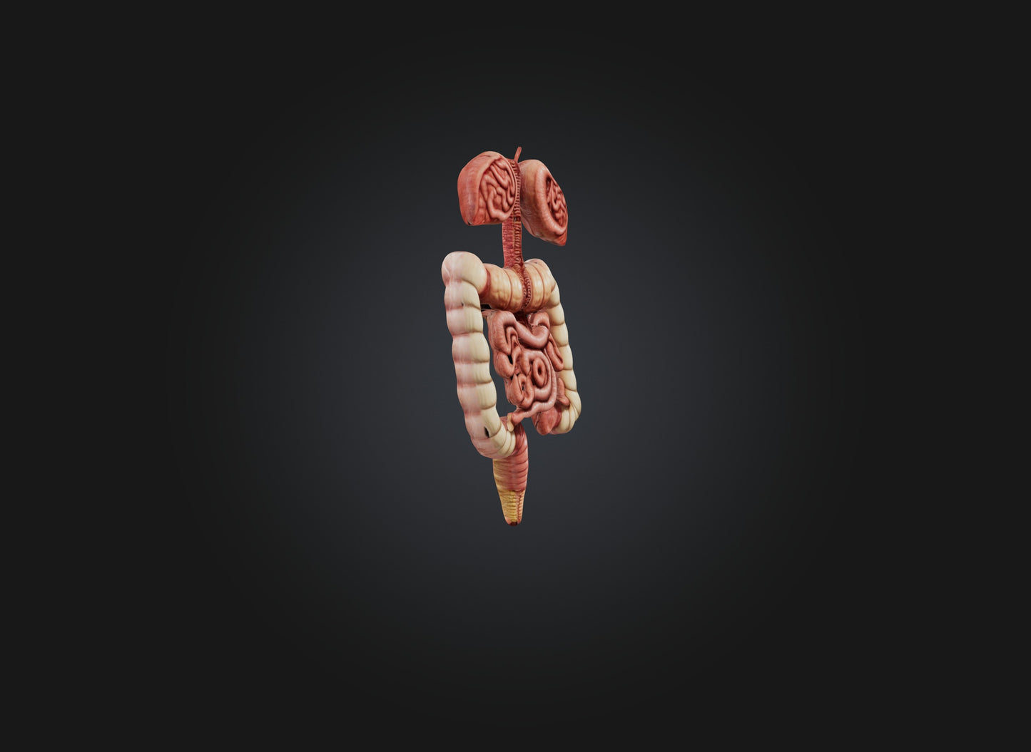 3D model large intestine VR / AR / low-poly