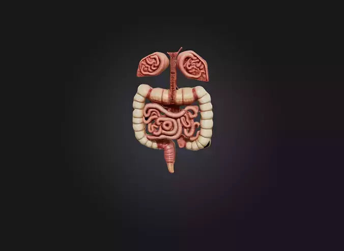 3D model large intestine VR / AR / low-poly