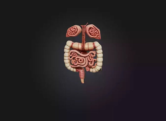 3D model large intestine VR / AR / low-poly