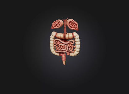 3D model large intestine VR / AR / low-poly