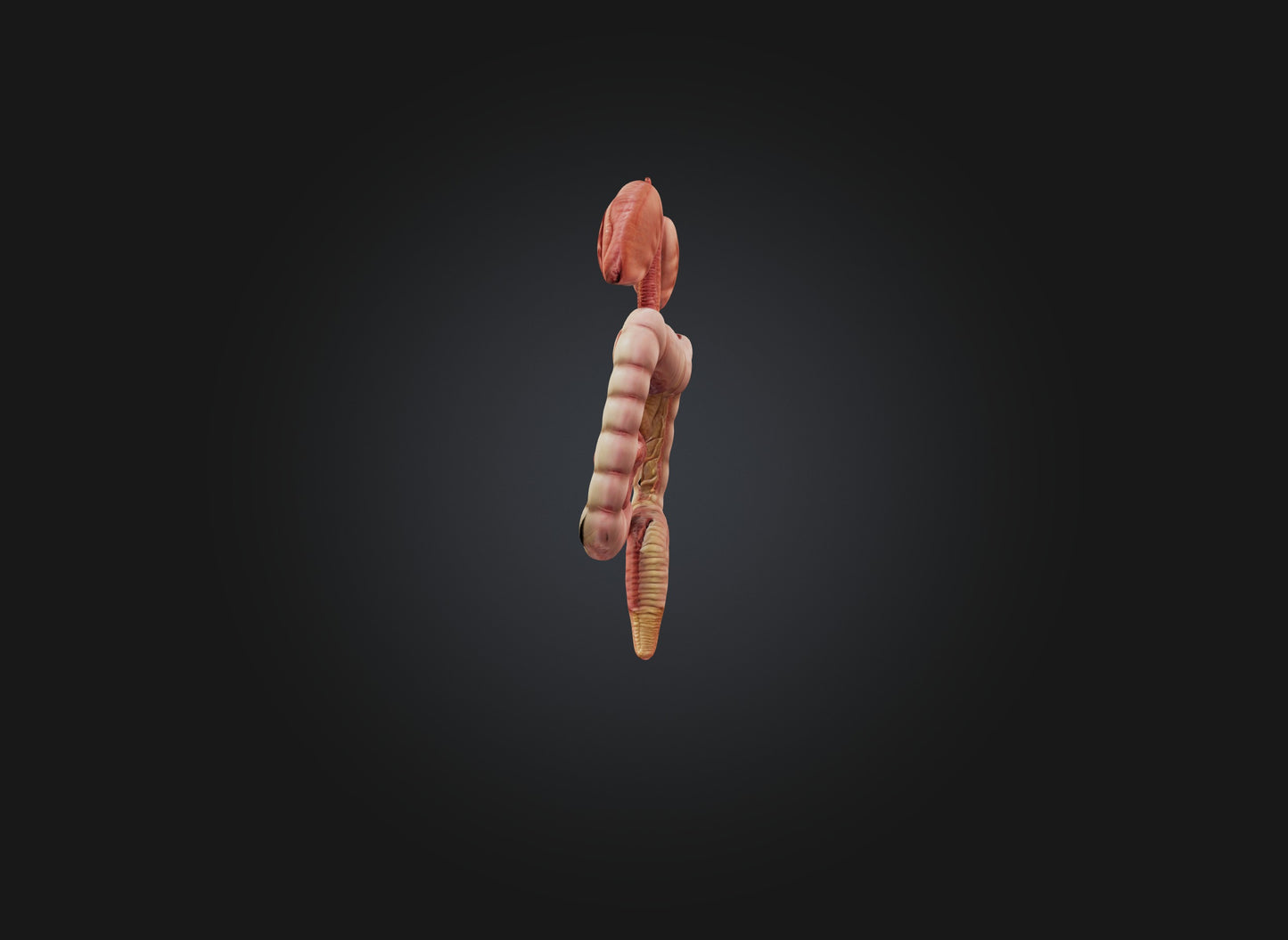 3D model large intestine VR / AR / low-poly