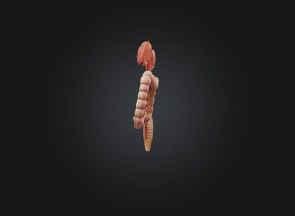3D model large intestine VR / AR / low-poly