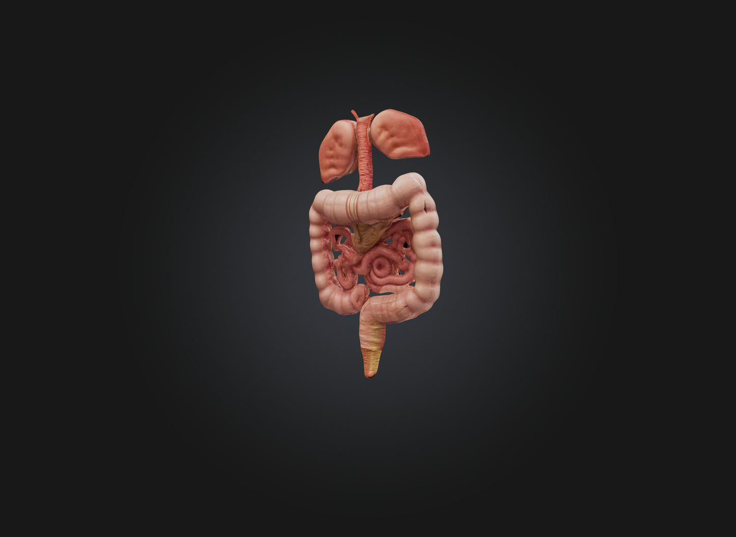 3D model large intestine VR / AR / low-poly