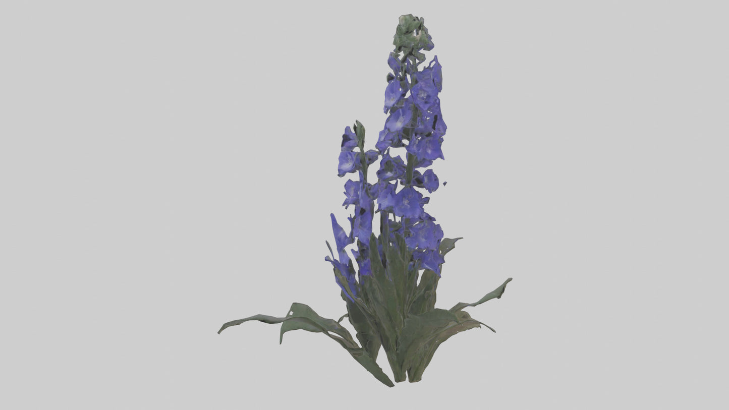 3D model Larkspur model VR / AR / low-poly