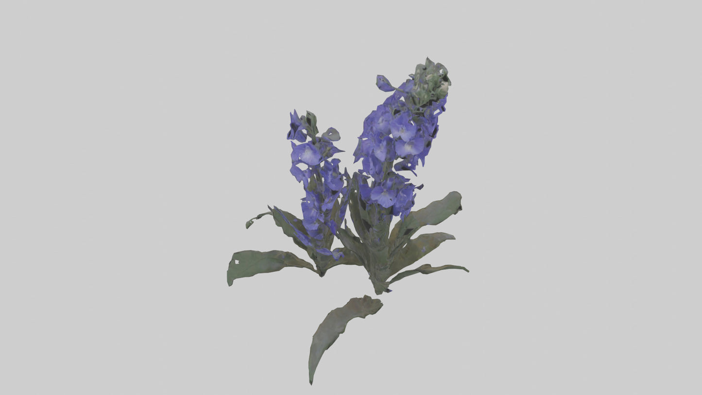 3D model Larkspur model VR / AR / low-poly
