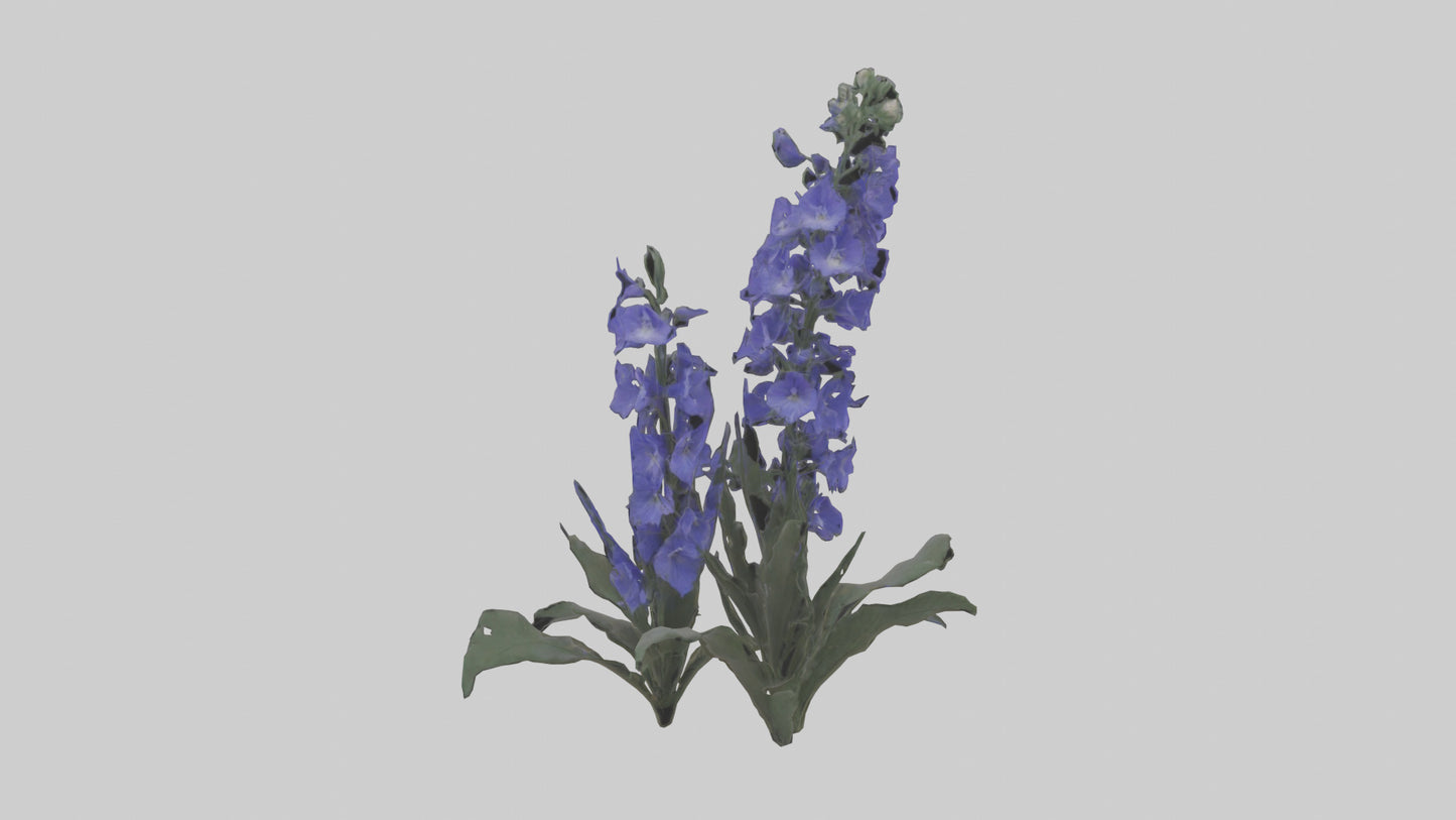 3D model Larkspur model VR / AR / low-poly
