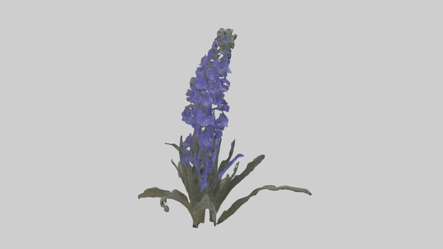 3D model Larkspur model VR / AR / low-poly