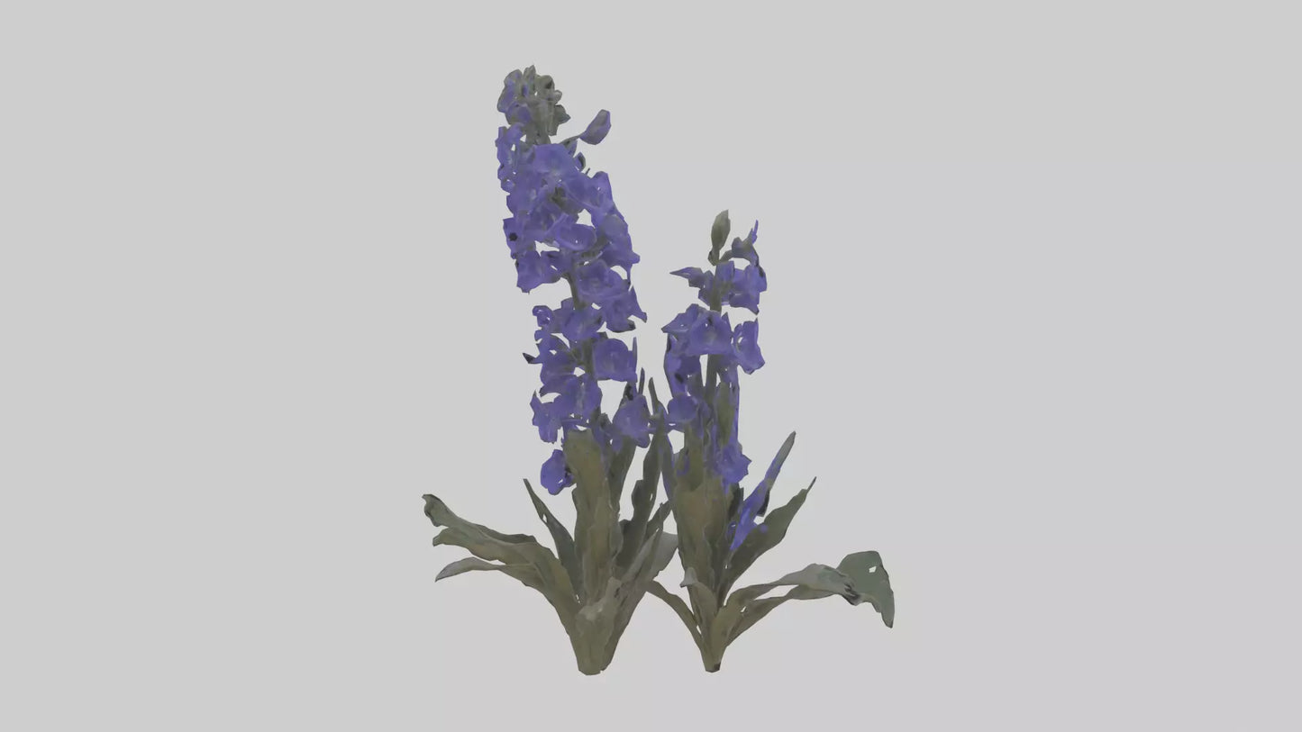 3D model Larkspur model VR / AR / low-poly