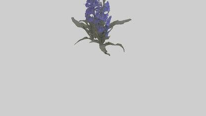 3D model Larkspur model VR / AR / low-poly