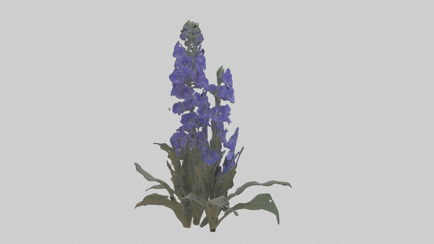3D model Larkspur model VR / AR / low-poly