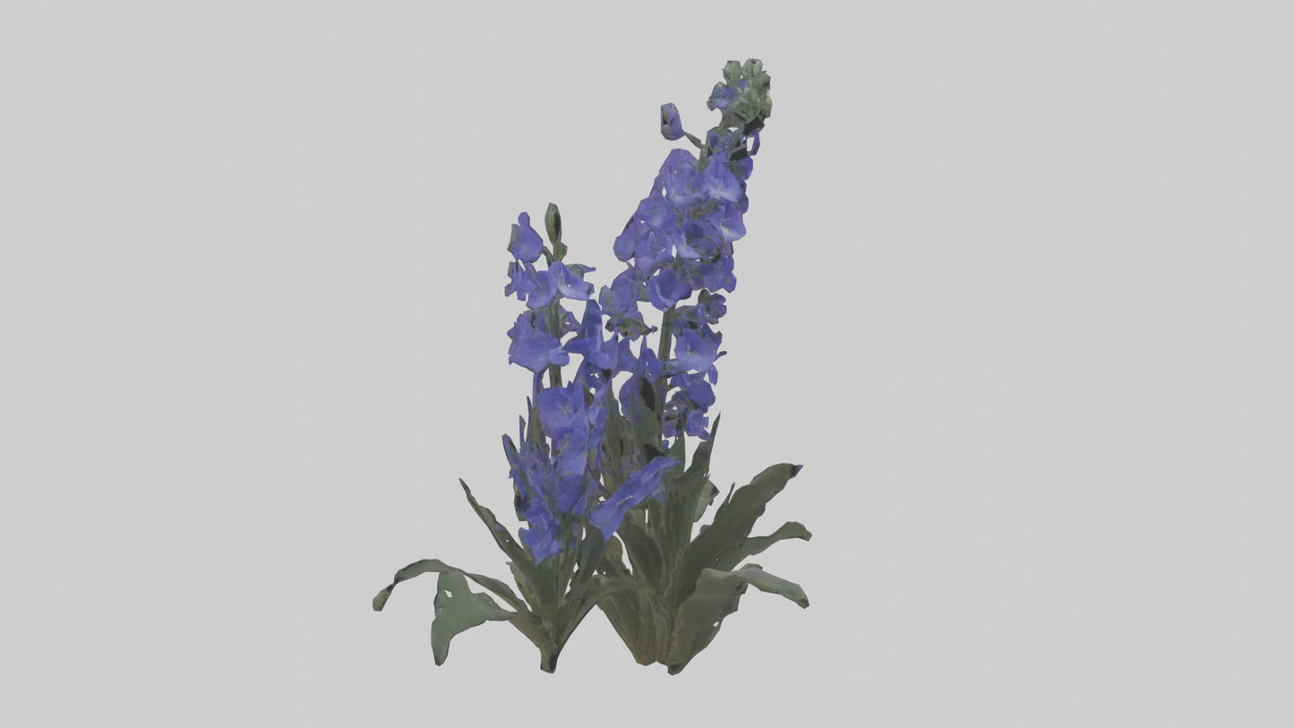 3D model Larkspur model VR / AR / low-poly