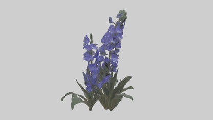 3D model Larkspur model VR / AR / low-poly