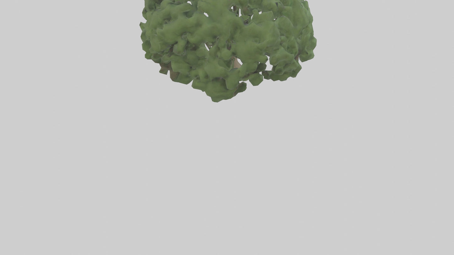 3D model Laurel tree model VR / AR / low-poly