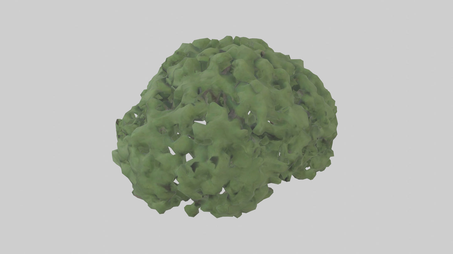 3D model Laurel tree model VR / AR / low-poly