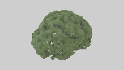 3D model Laurel tree model VR / AR / low-poly