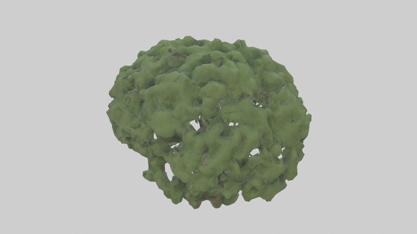 3D model Laurel tree model VR / AR / low-poly