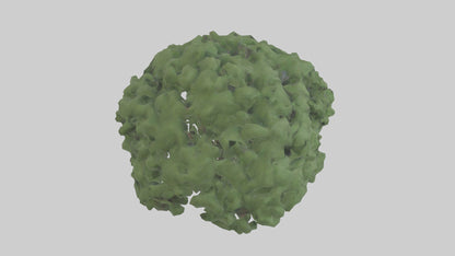 3D model Laurel tree model VR / AR / low-poly