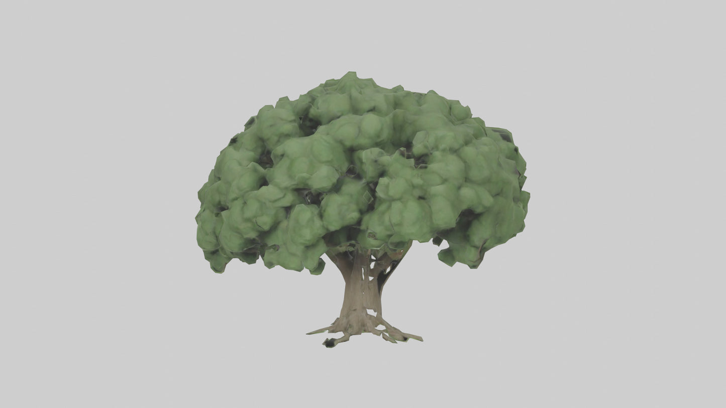 3D model Laurel tree model VR / AR / low-poly