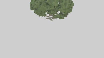 3D model Laurel tree model VR / AR / low-poly