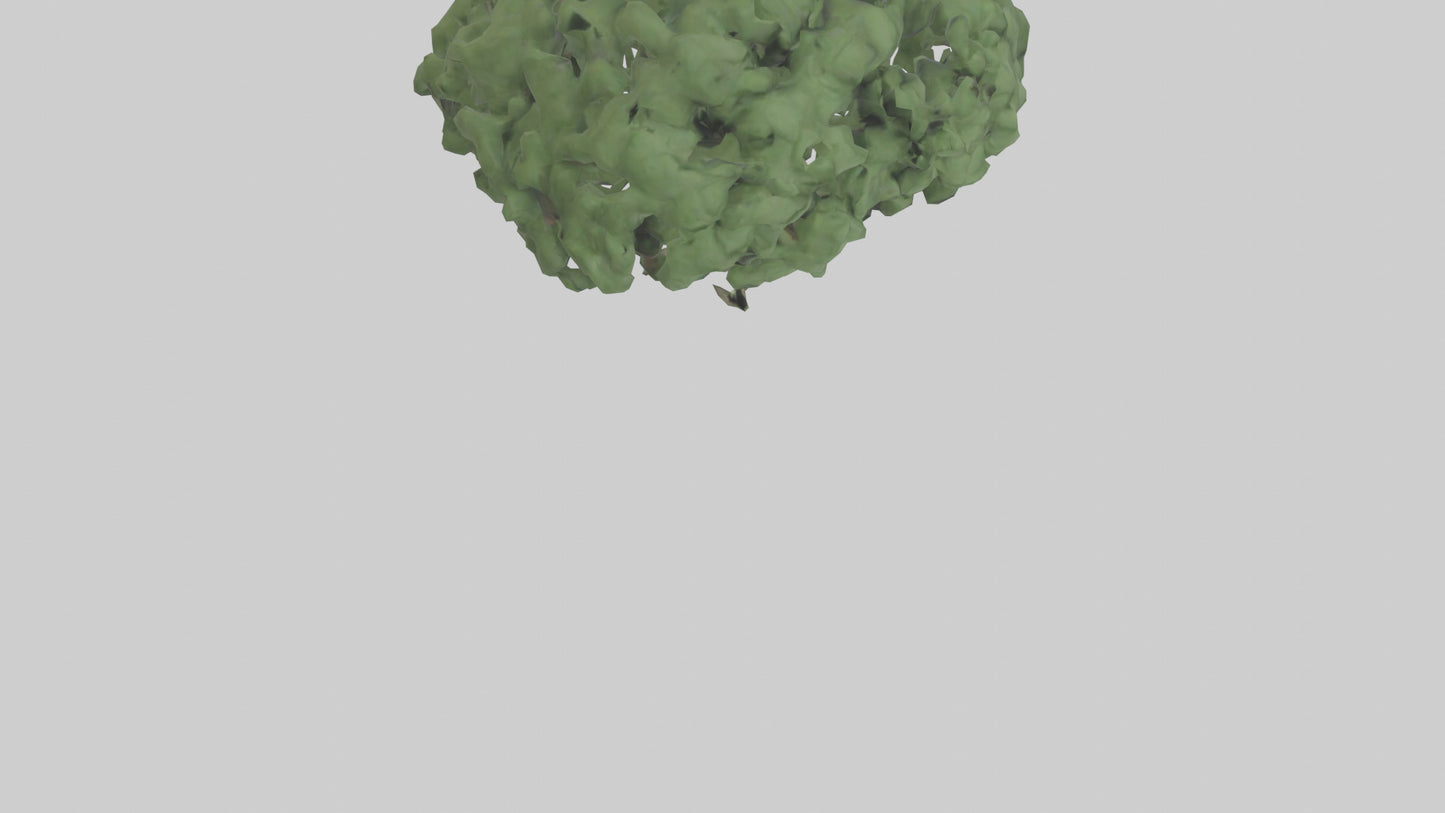 3D model Laurel tree model VR / AR / low-poly
