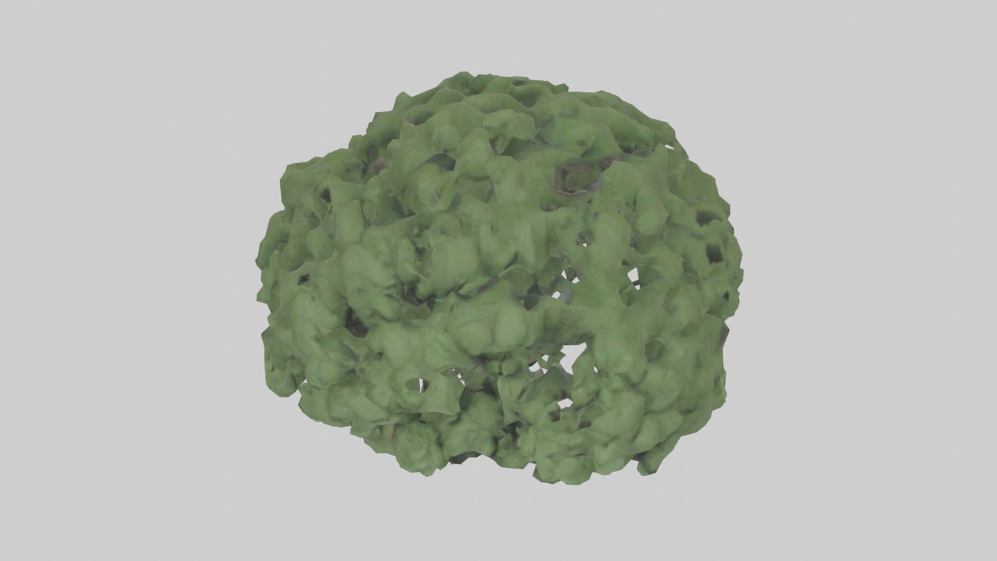 3D model Laurel tree model VR / AR / low-poly