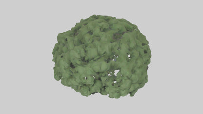 3D model Laurel tree model VR / AR / low-poly