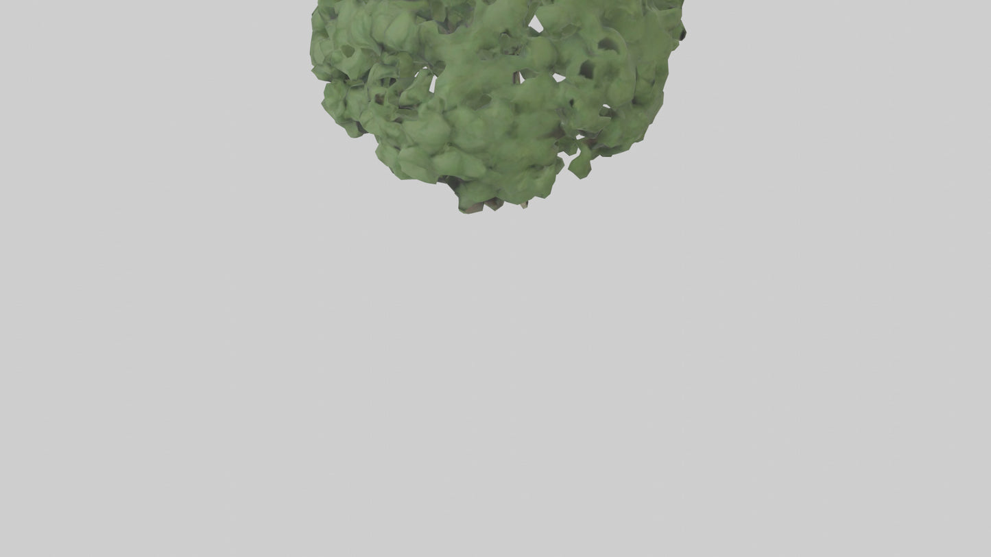 3D model Laurel tree model VR / AR / low-poly