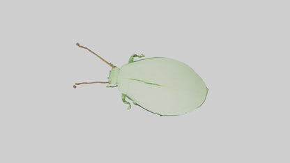 3D model Leaf Insect hiding model VR / AR / low-poly