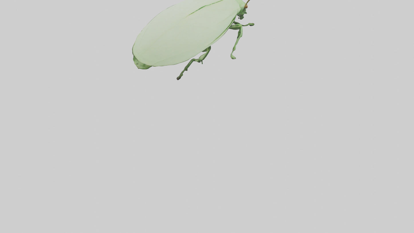 3D model Leaf Insect hiding model VR / AR / low-poly