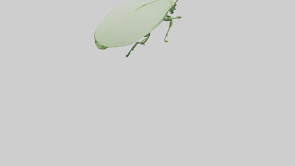 3D model Leaf Insect hiding model VR / AR / low-poly
