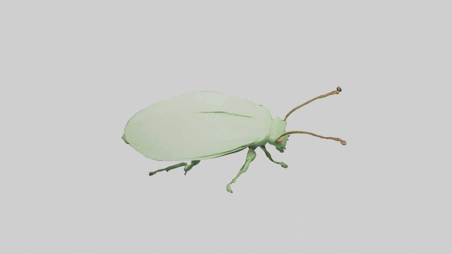 3D model Leaf Insect hiding model VR / AR / low-poly