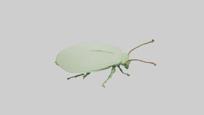 3D model Leaf Insect hiding model VR / AR / low-poly