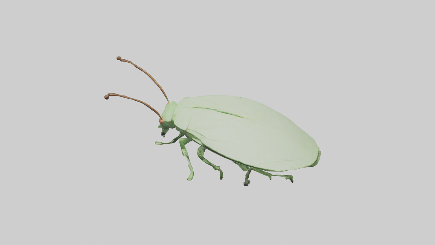 3D model Leaf Insect hiding model VR / AR / low-poly