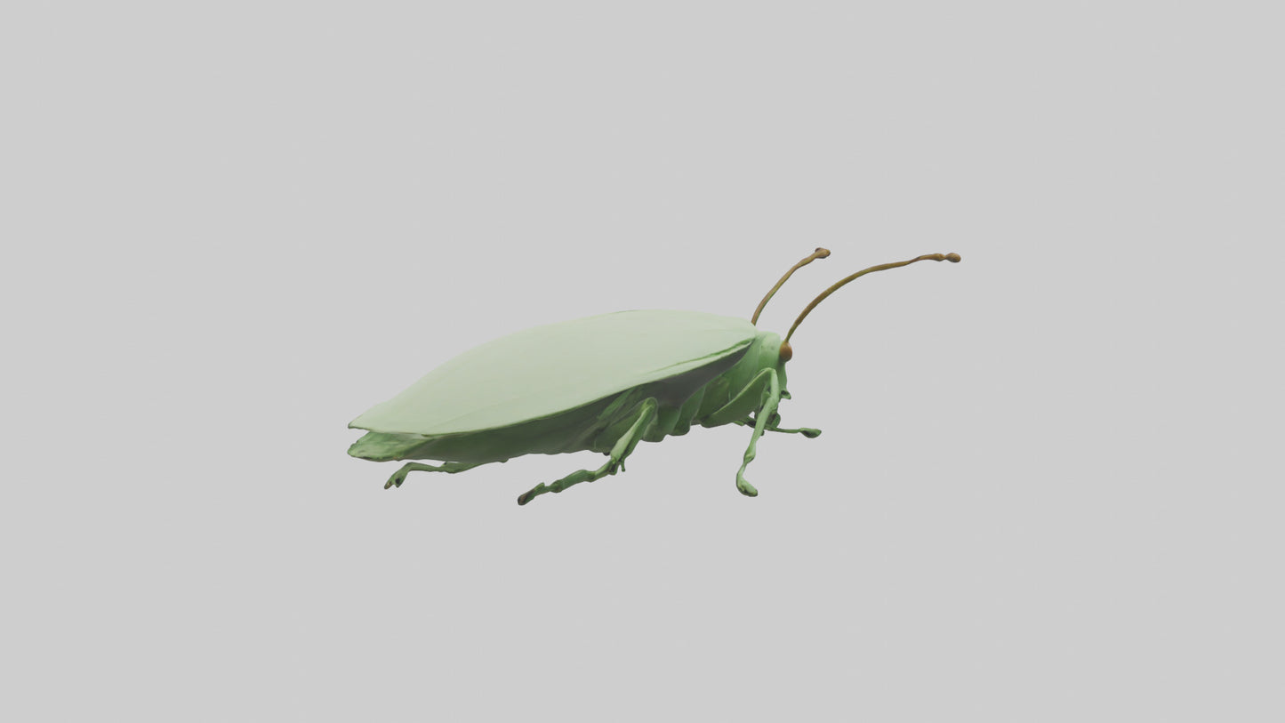 3D model Leaf Insect hiding model VR / AR / low-poly
