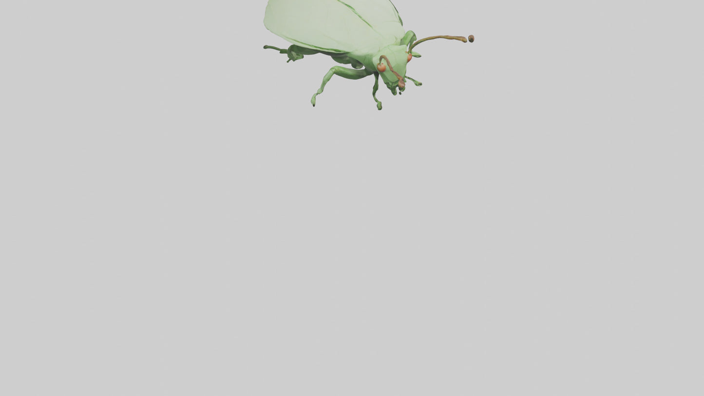 3D model Leaf Insect hiding model VR / AR / low-poly