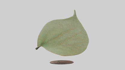 3D model Leaf Vein Sculpture statue model VR / AR / low-poly