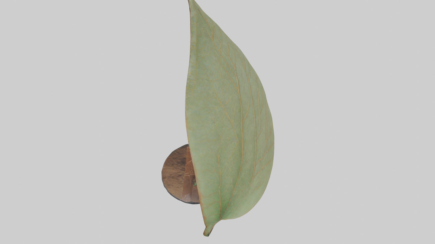 3D model Leaf Vein Sculpture statue model VR / AR / low-poly