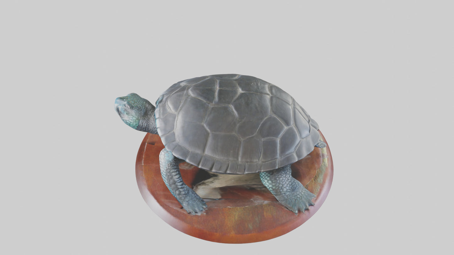 3D model Leatherback Sea Turtle statue model VR / AR / low-poly
