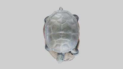 Leatherback Turtle statue model VR / AR / low-poly