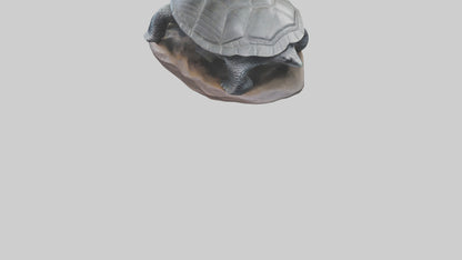 Leatherback Turtle statue model VR / AR / low-poly