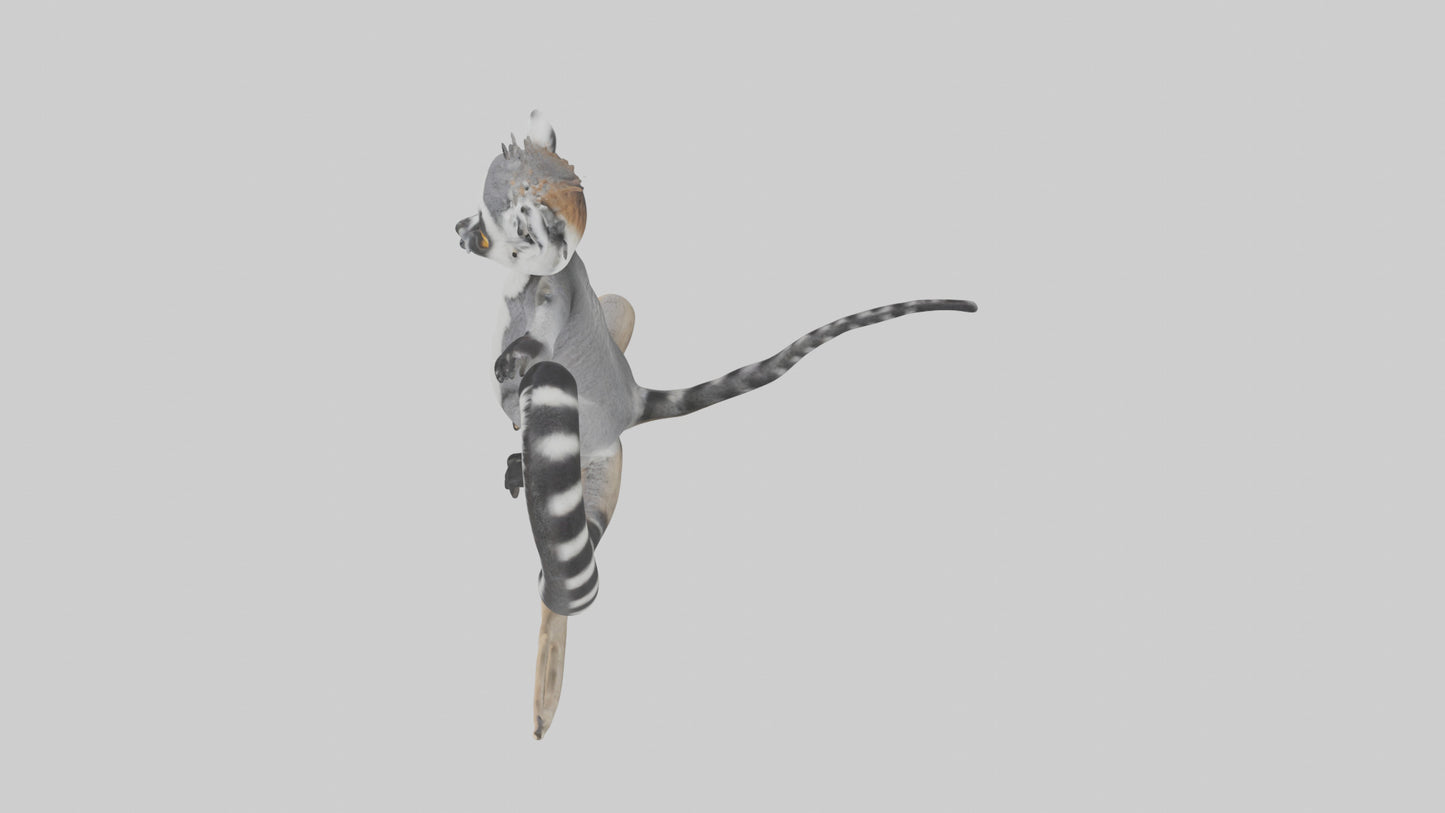 3D model Lemur perched model VR / AR / low-poly