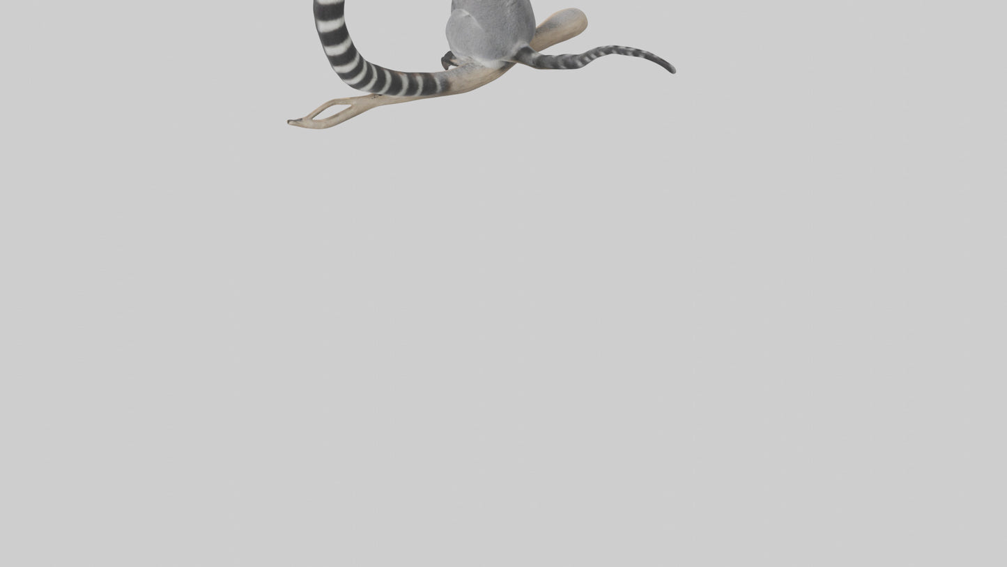 3D model Lemur perched model VR / AR / low-poly