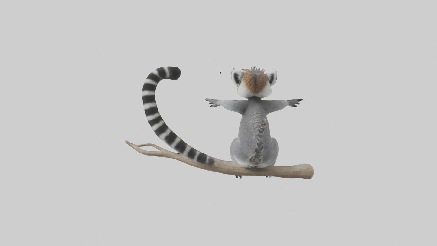 3D model Lemur perched model VR / AR / low-poly