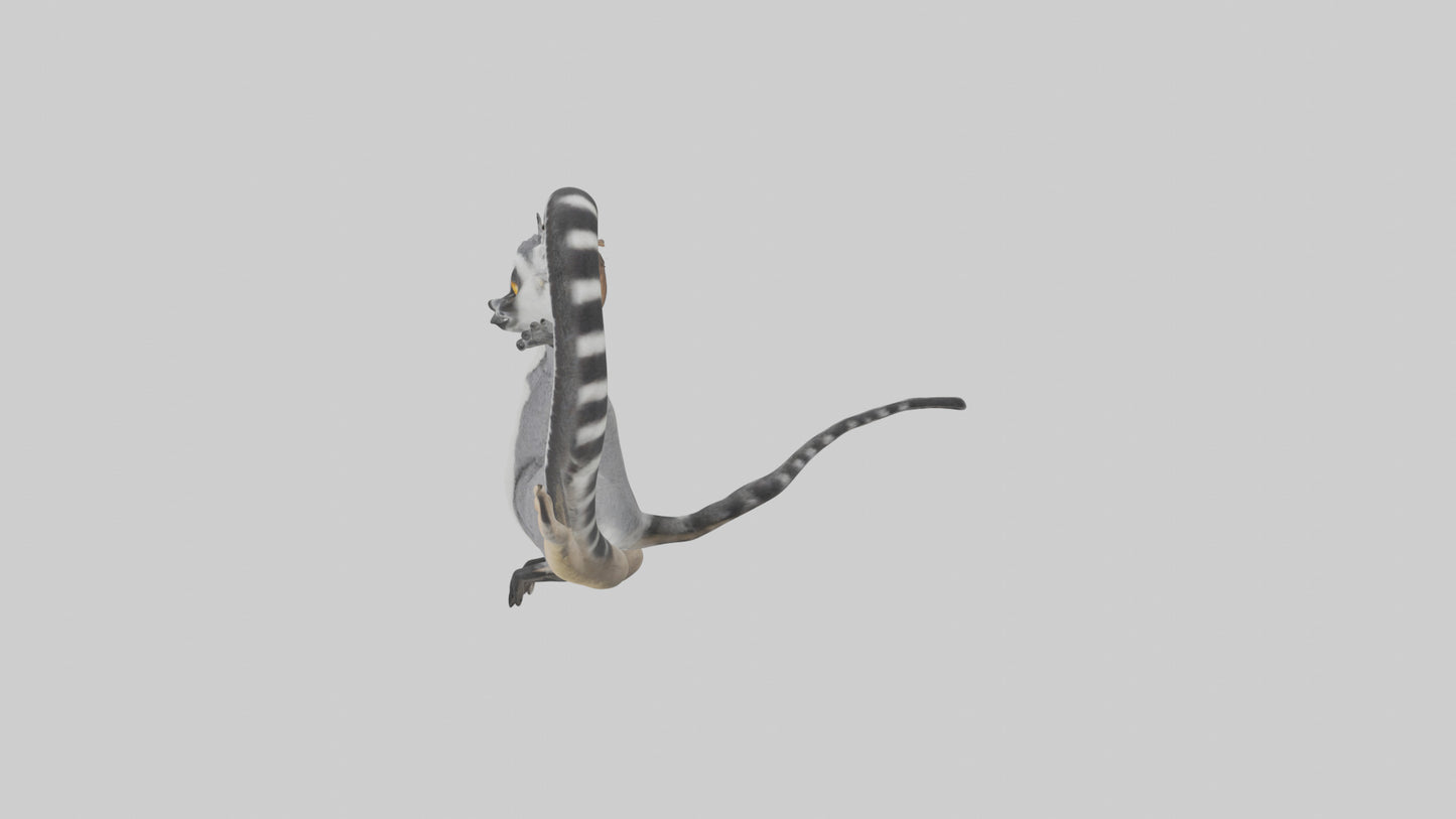 3D model Lemur perched model VR / AR / low-poly