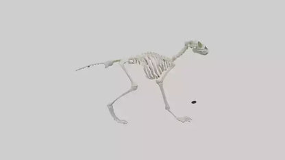3D model Lemur Skeleton model VR / AR / low-poly